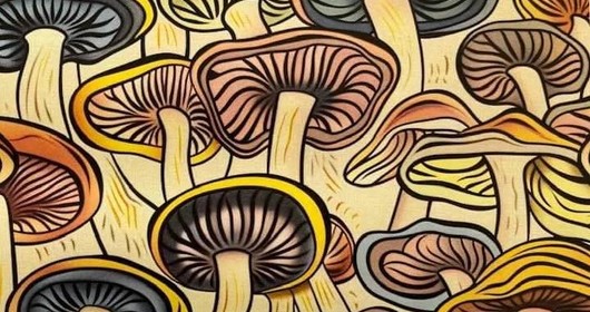 Mycologie : séances de détermination de champignons